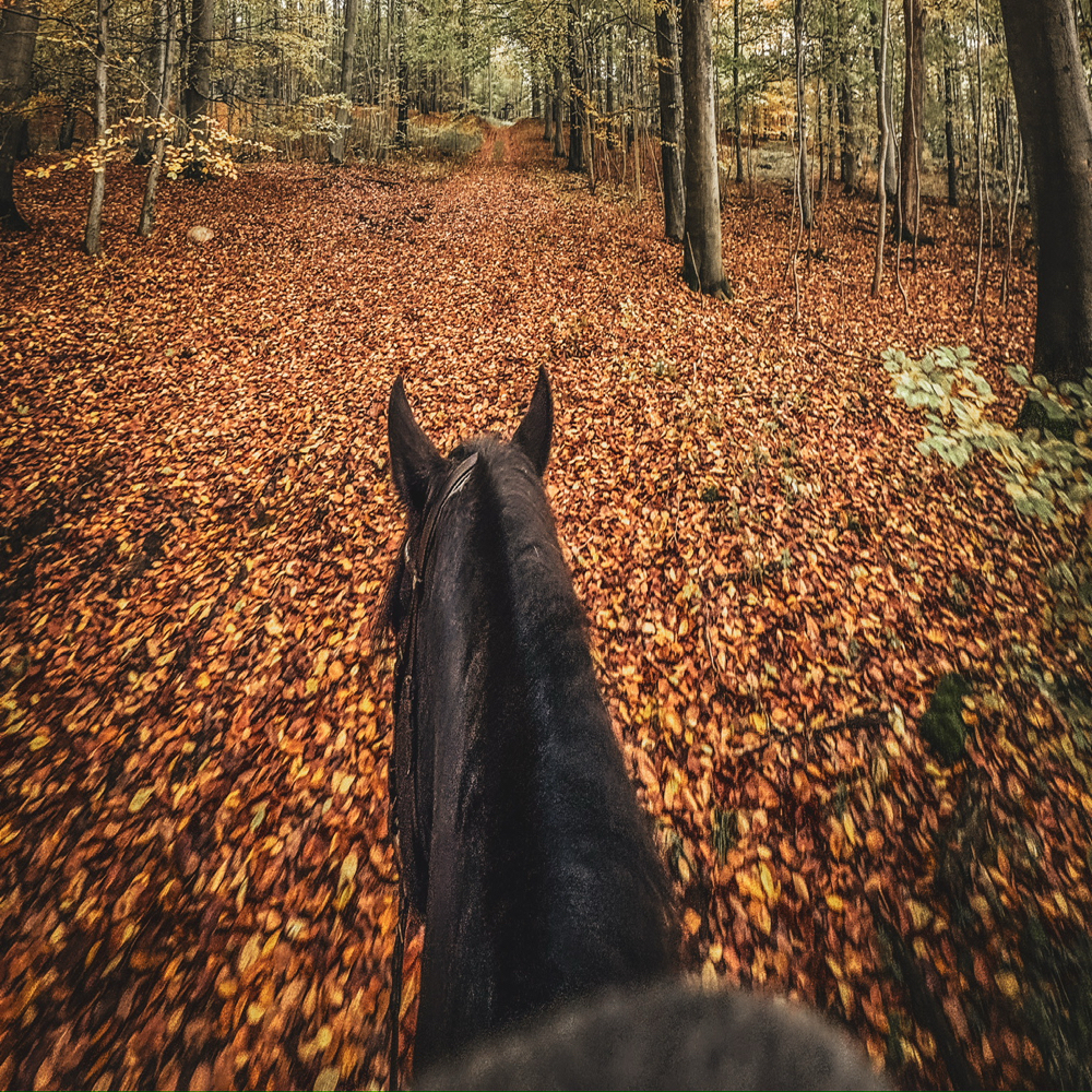 Løbeven/rideven søges