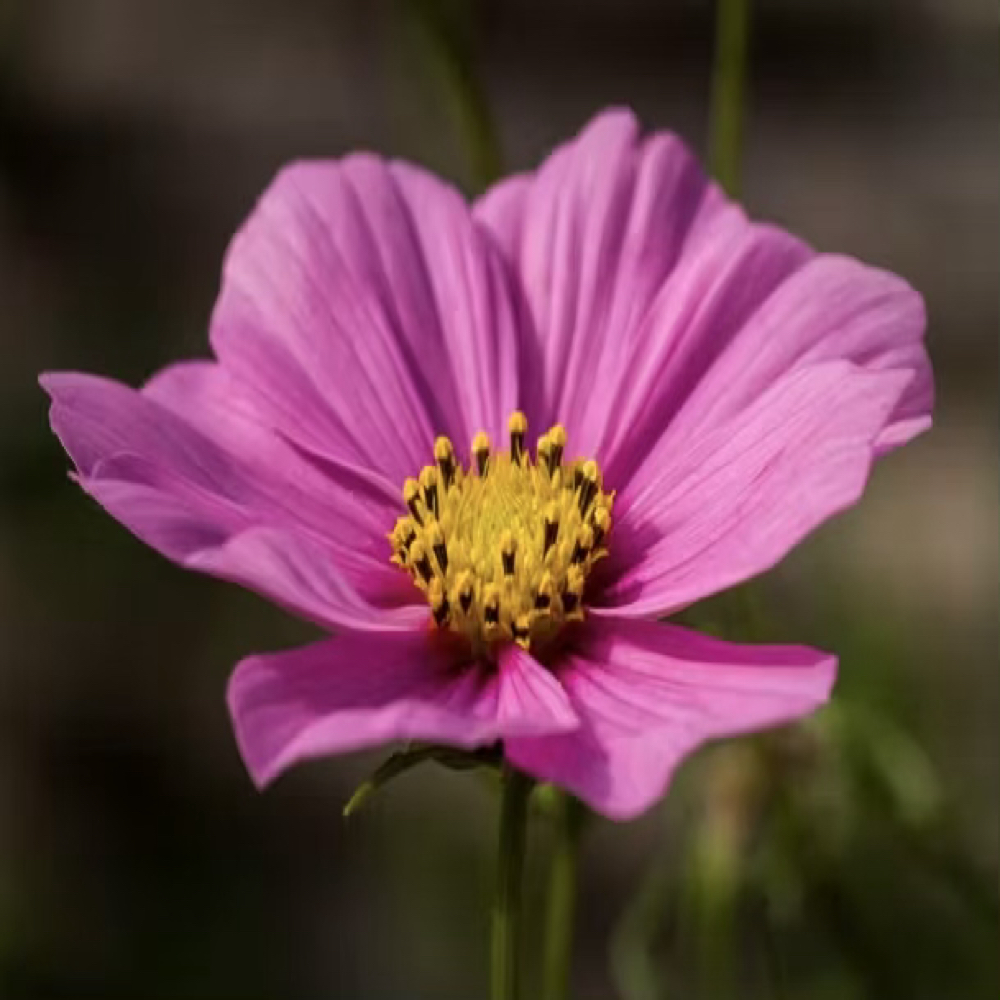Tænker du på økologisk kollaps? 