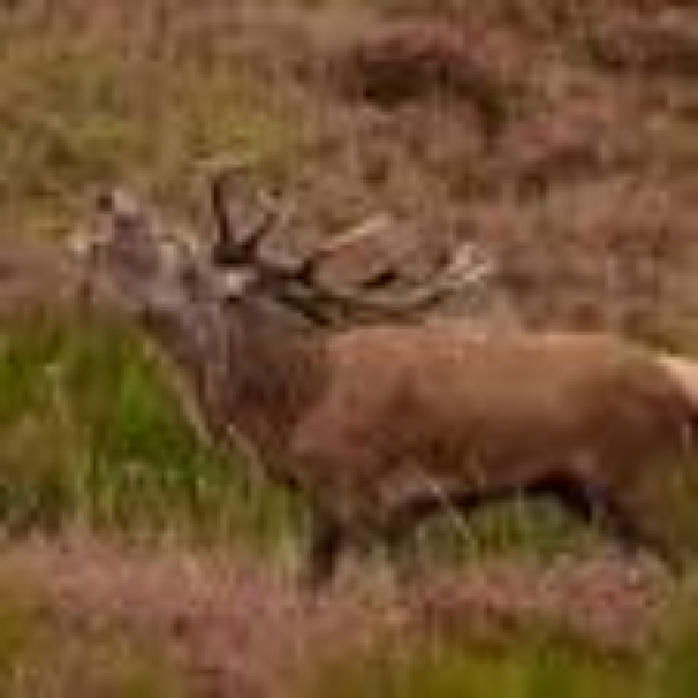 Bekendtskaber/venskaber søges