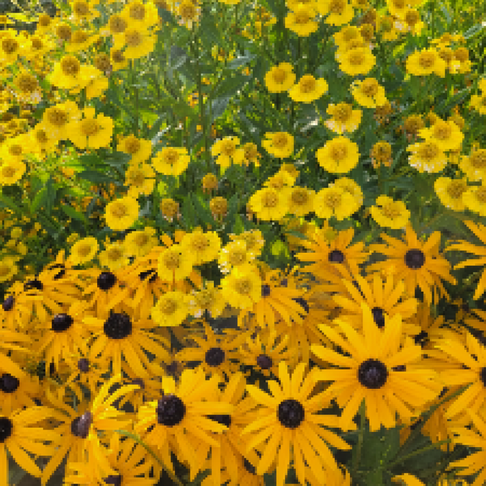 Balletkender søges!