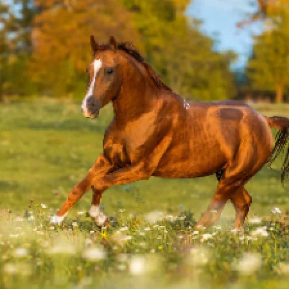 Frivillige hjælper og ridning. 