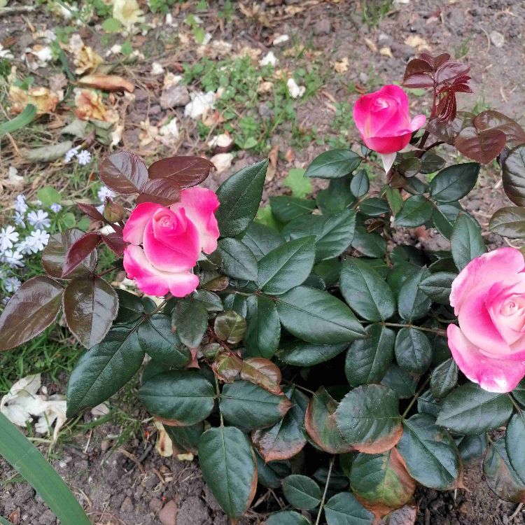 Trænings veninde søges