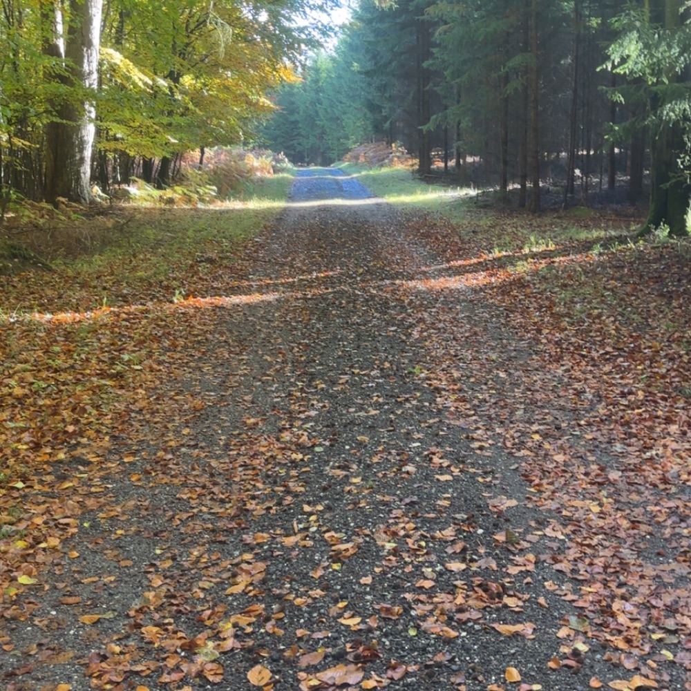 Søger en gåtursmakker 👟🍂