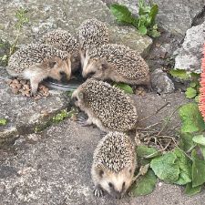 Nyinflyttad i Västervik, pensionär.