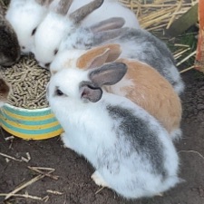 Bedsteforældre søges himmerland