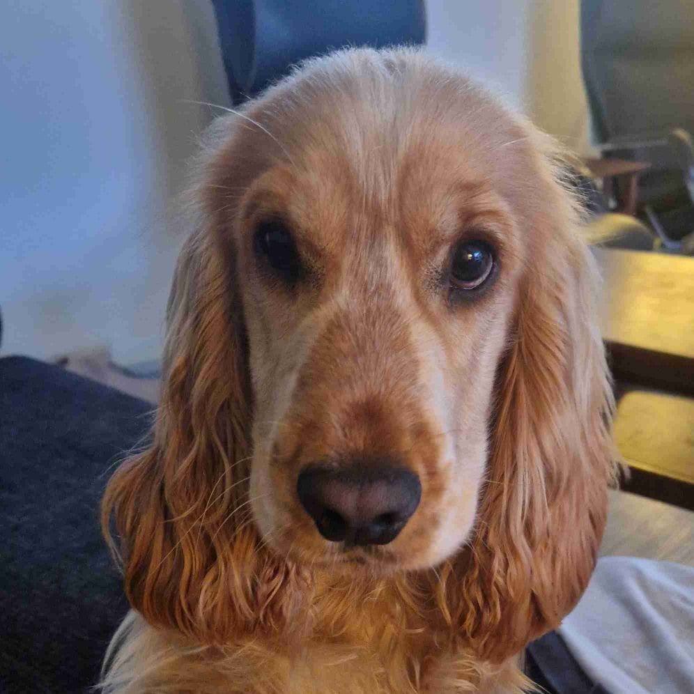 Hundeleg eller gåmakker 