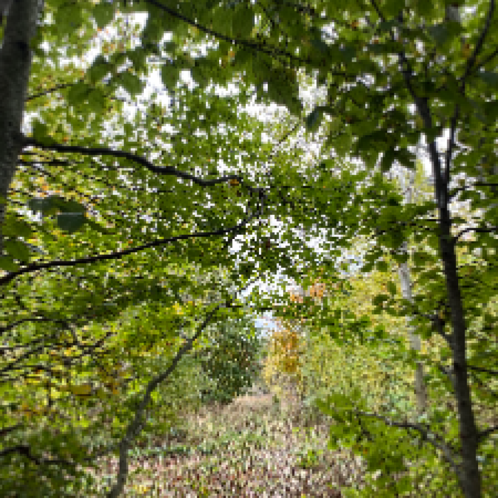 Søger venner/veninder i Roskilde