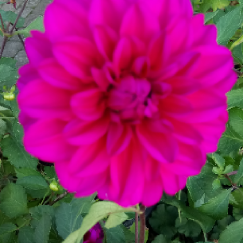 Reservebedste familie søges