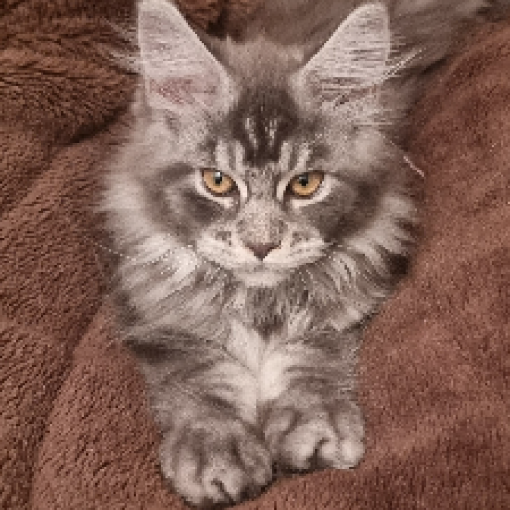 Mafias katteven og hygge