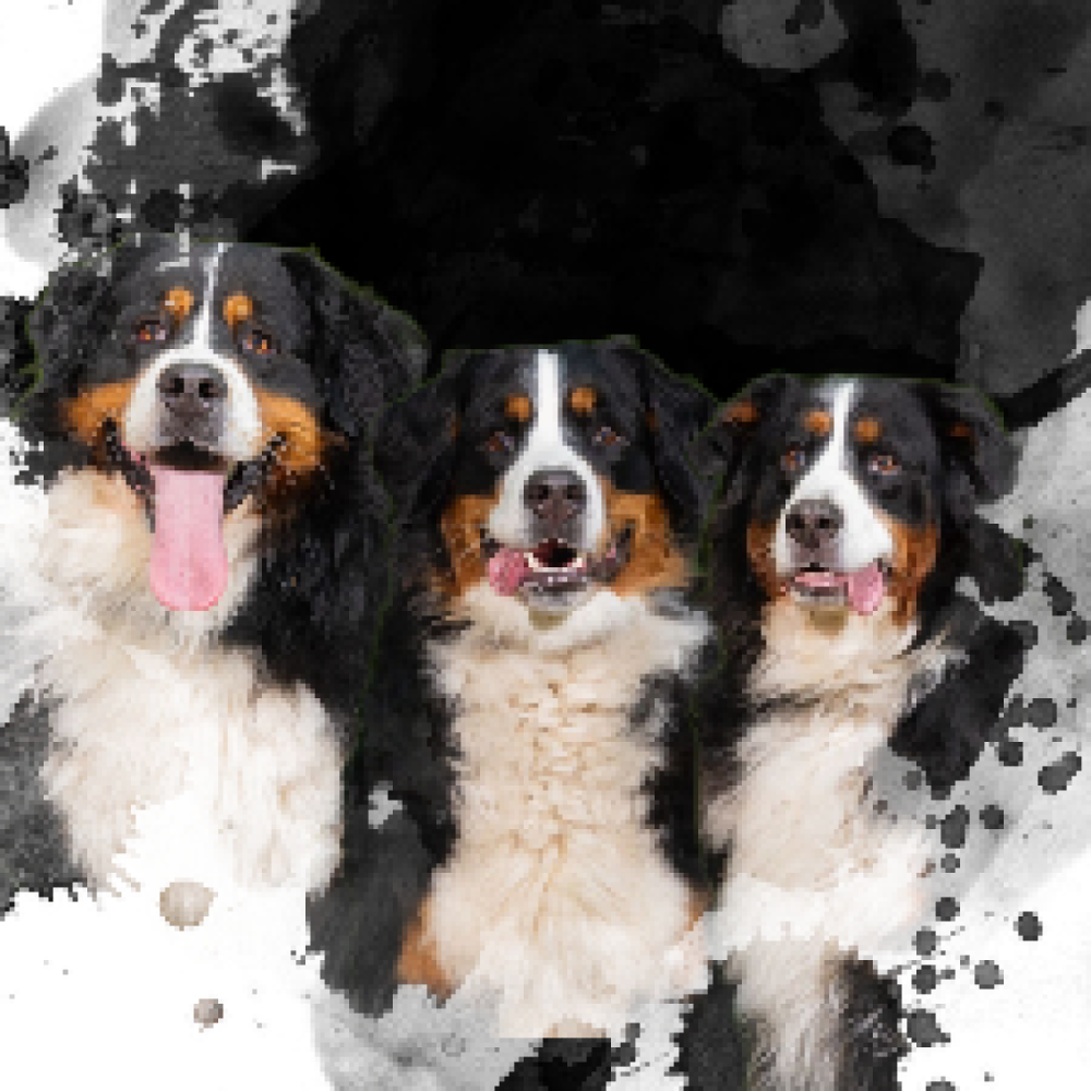 Rigtige venner søges nær Horsens 