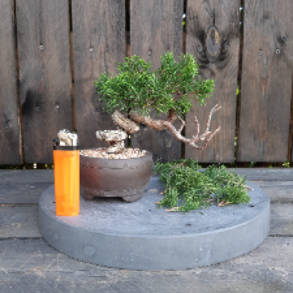 Japanske Bonsai træer - Urtehaven