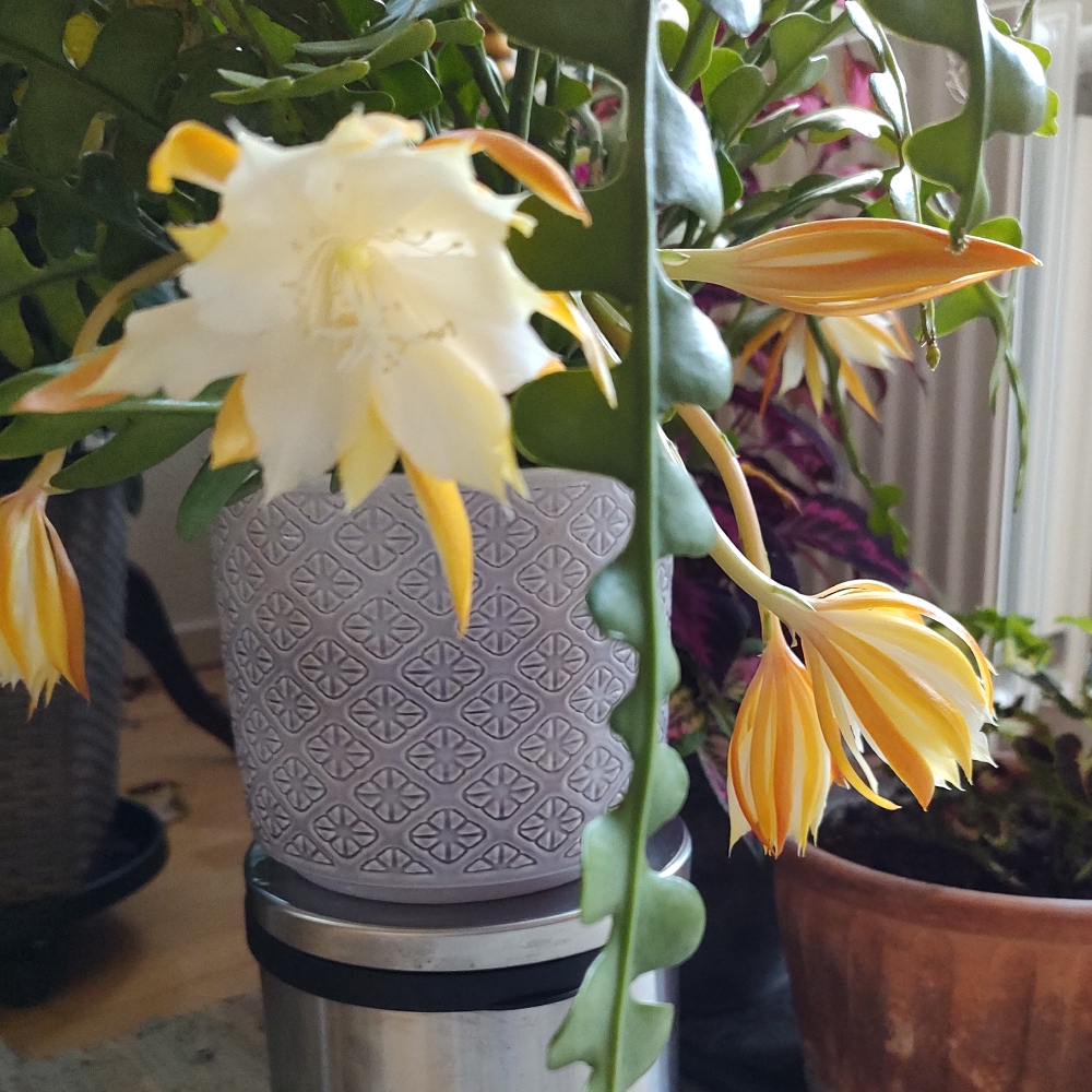 Kvinde med stok/ rollator 71år