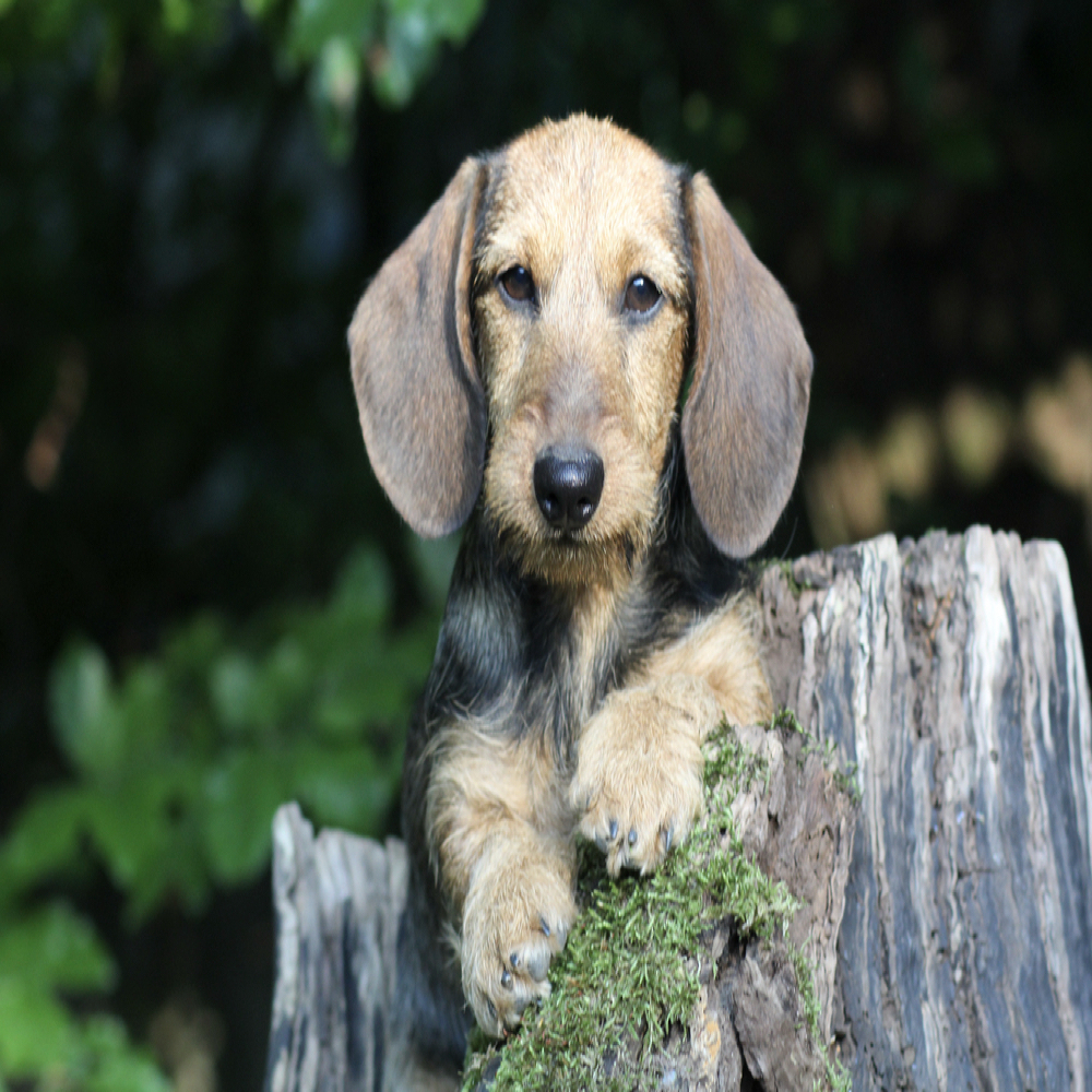 Hundeven (reserve-bedste) søges 🐾