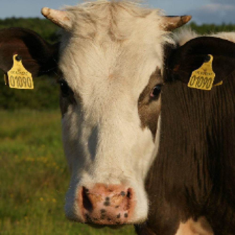 Lilleådalens Græsningslaug