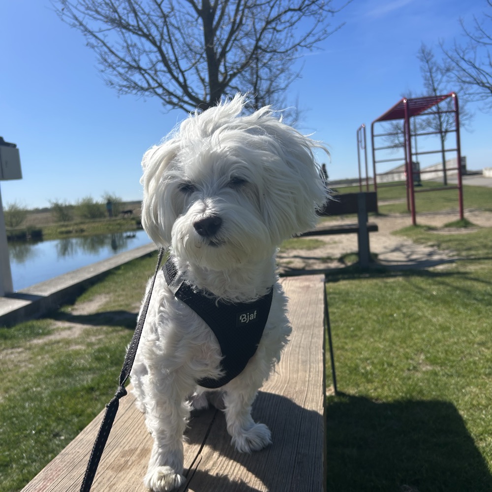 Hundesitter søges til Otto 🐶