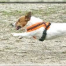 Dansk Terrier Klub kreds 5